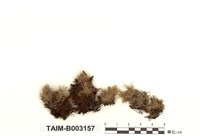 藏品(疣葉白髮苔)的圖片